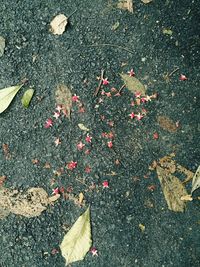 High angle view of dry fallen leaves on ground during autumn