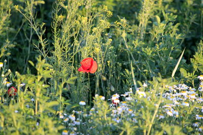 Close-up of red poppy flowers on field