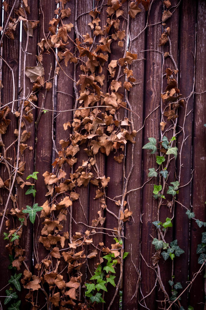 FULL FRAME SHOT OF DRY LEAVES ON WOOD