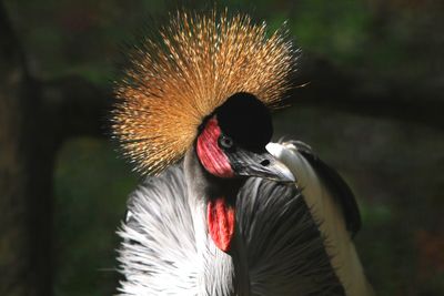 Close-up of a bird