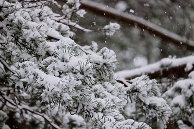 Close-up of snow on tree