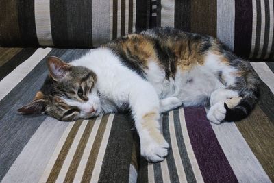 Cat lying on sofa at home