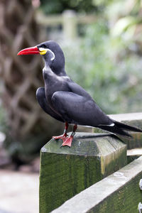 Inca tern perching on wooden railing