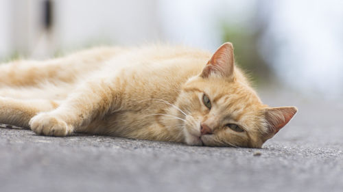 Close-up of cat sleeping