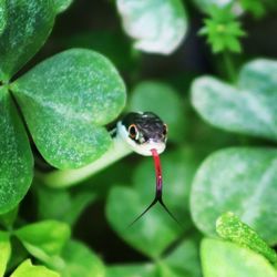 Close-up of insect on leaf