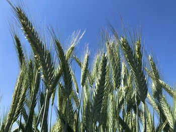 Low angle view of wheat against clear blue sky