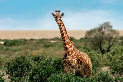 giraffe
