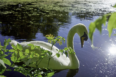 Bird perching on a lake