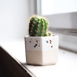 Close-up of potted plant on table