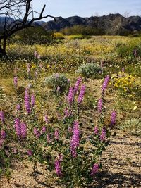 Purple flowers blooming on field