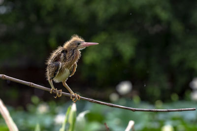 Close-up of bird