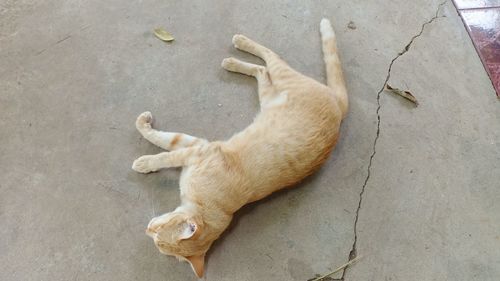 High angle view of a cat