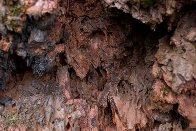 Close-up of tree trunk