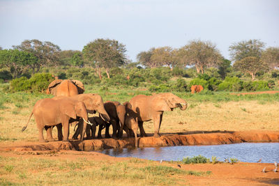 View of elephant in the land