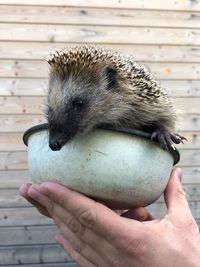 Cropped hands holding hedgehog in bowl