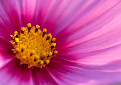 Full frame shot of pink flower