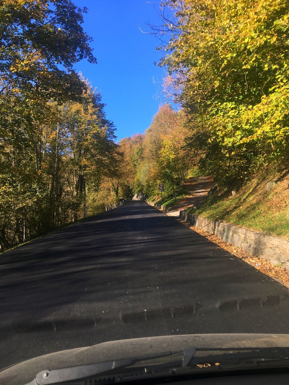 ROAD AMIDST TREES DURING AUTUMN