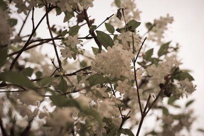 Close-up of cherry blossoms in spring