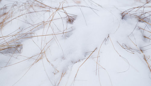 Close-up of snow on land