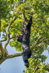 Low angle view of monkey on tree