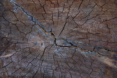 Full frame shot of tree stump