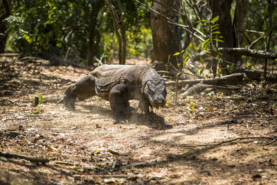 Attack of komodo dragon varanus komodoensis giant dinosaur lizard, indonesia