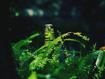 Close-up of plant