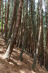 Pine trees in forest