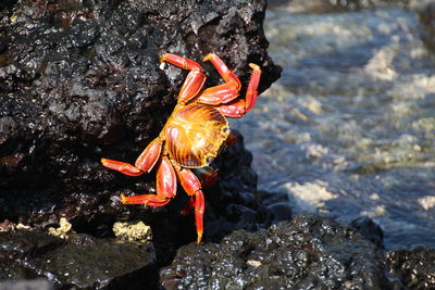 Close-up of crab on shore