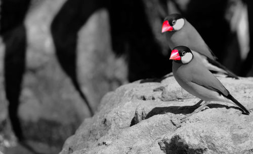 Close-up of bird on red outdoors