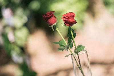 Close-up of rose plant