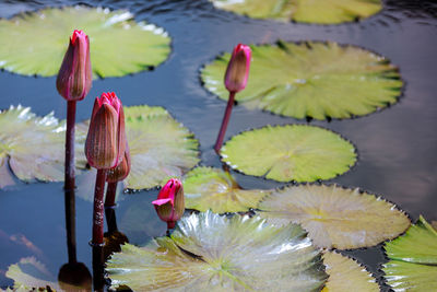 Close-up of lotus water lily in lake