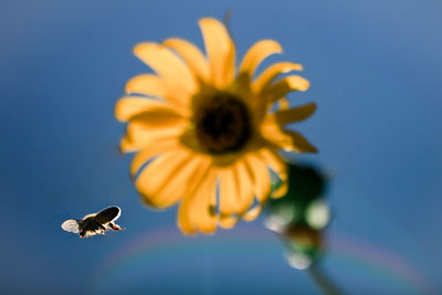 Close-up of insect on flower