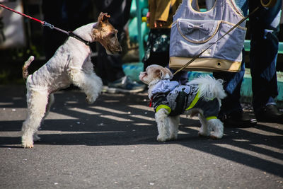 Dog on street