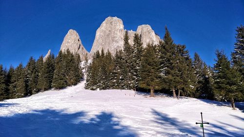 Low angle view of trees against sky during winter