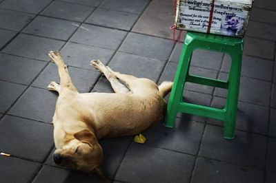 Dog lying on tiled floor