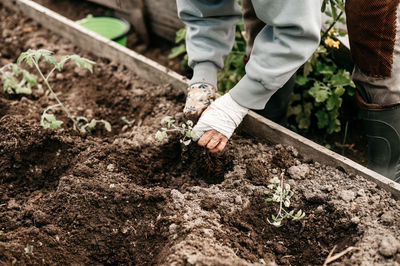 Female hands senior woman planting seedlings sprouts vegetable plant tomatoes in soil in a garden