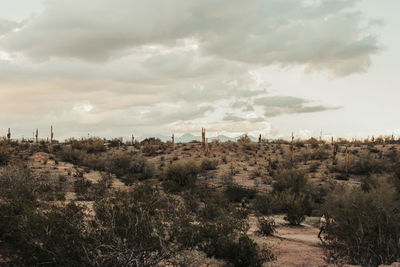 Panoramic view of trees and buildings against sky