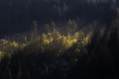 Low angle view of trees in forest against sky