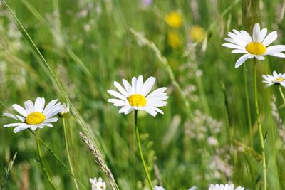 Close-up of white daisy flowers on field