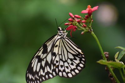 Close-up of butterfly pollinating on flower