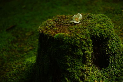 Close-up of a mushrooms on tree trunk