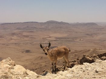 Sheep standing on desert against clear sky