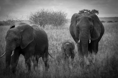 Elephant family walking on field against sky