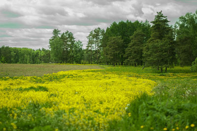 Scenic view of field against cloudy sky