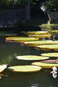 Swan floating on water