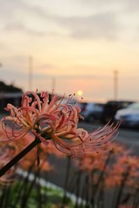 Close-up of flower against sky at sunset