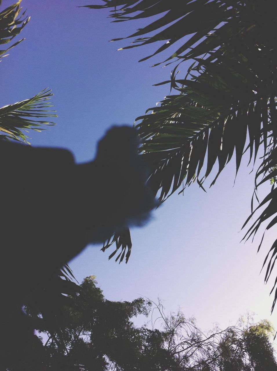 tree, low angle view, branch, growth, clear sky, palm tree, nature, leaf, silhouette, sky, tranquility, beauty in nature, outdoors, day, tree trunk, no people, sunlight, green color, blue, high section