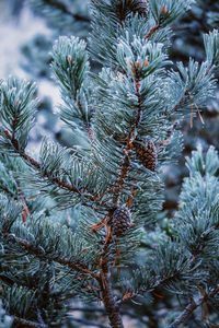 Close-up of pine tree during winter