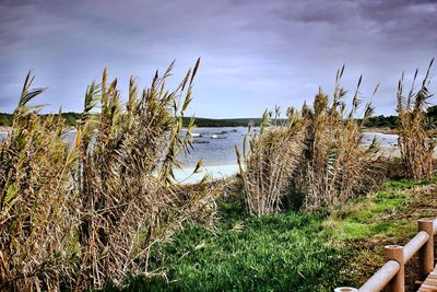 Plants growing on field by lake against sky